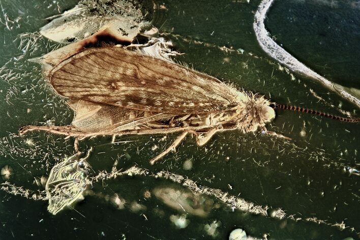 Fossil Caddisfly (Trichoptera) In Baltic Amber - Patterned Wings #310798